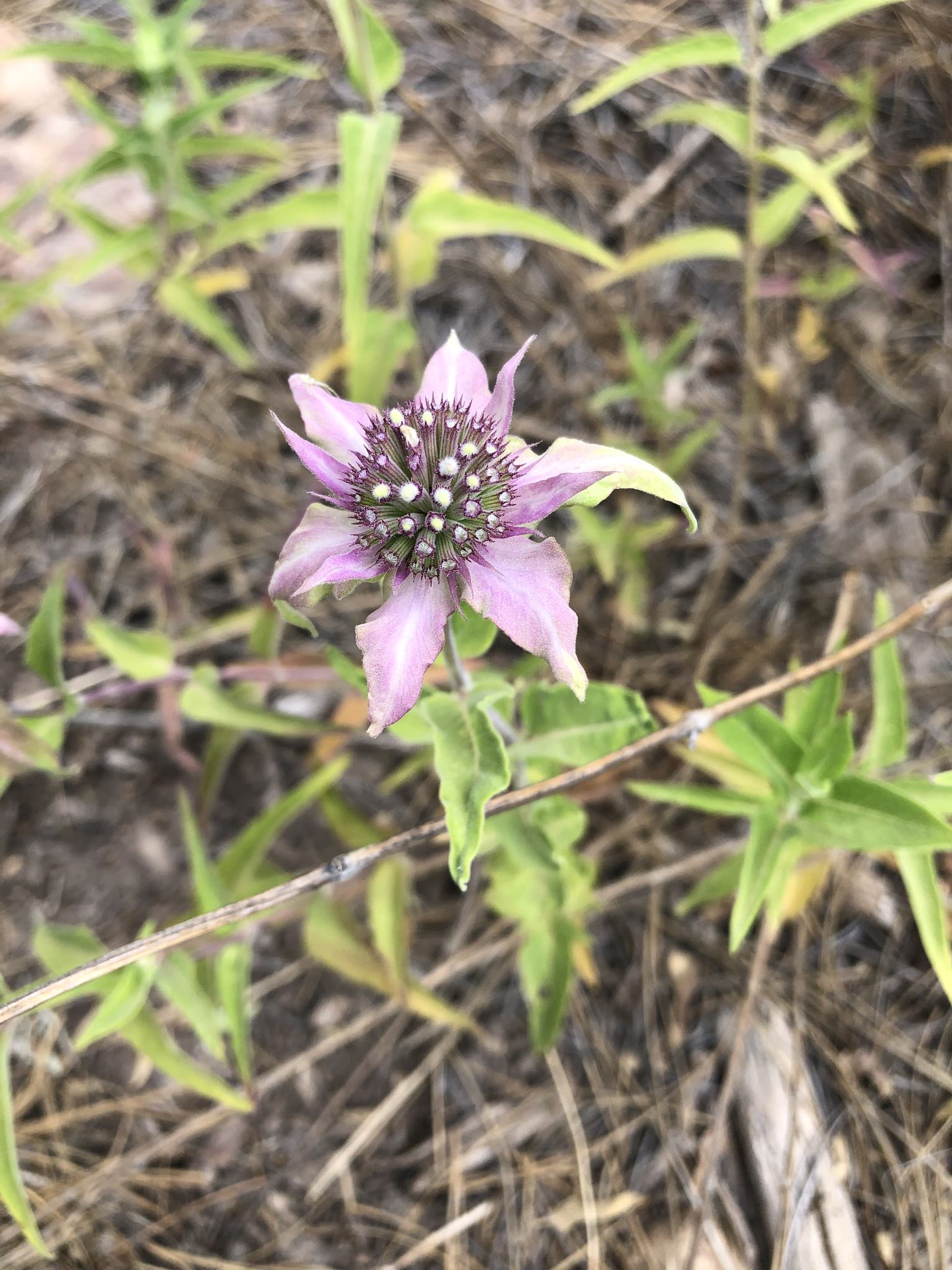 Monarda fistulosa